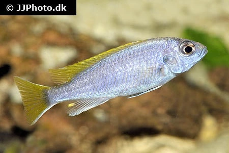 Acei Cichlide (Pseudotropheus acei) Unger